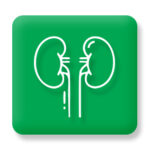 Kidney